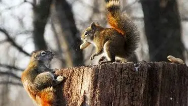 تصاویر/ بادام زمینی و نبرد دو سنجاب