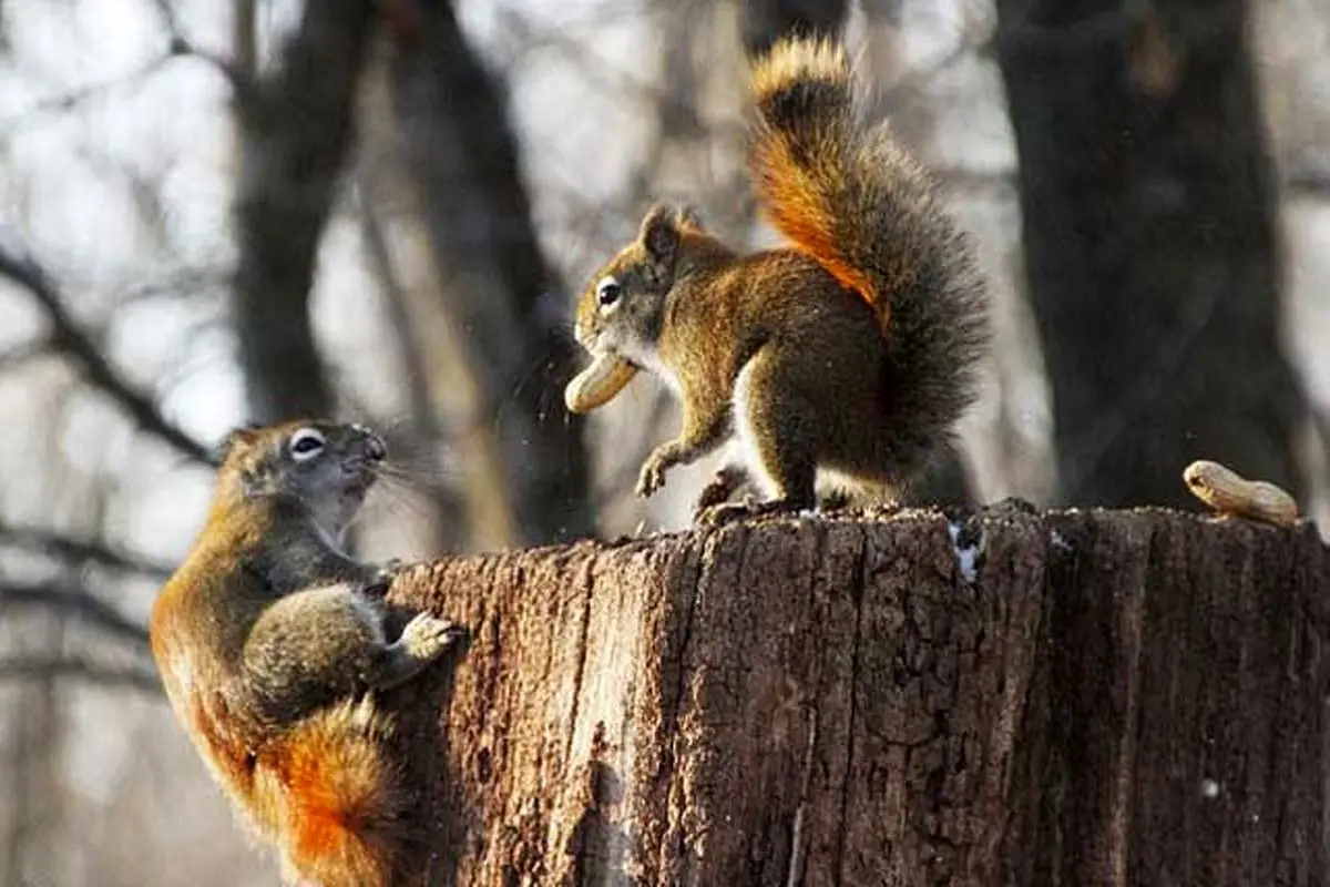 تصاویر/ بادام زمینی و نبرد دو سنجاب
