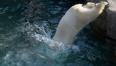 عکس/ شیرجه خرس در آب!