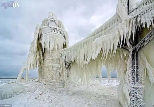 کشف دوباره فانوس پریان؛ گیاهی که پنهان در خاک زندگی می‌کند + عکس
