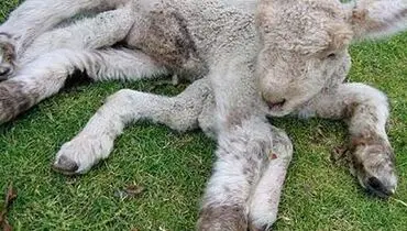 تولد بره‌ای با ۸ پا و ۳ چشم! +عکس