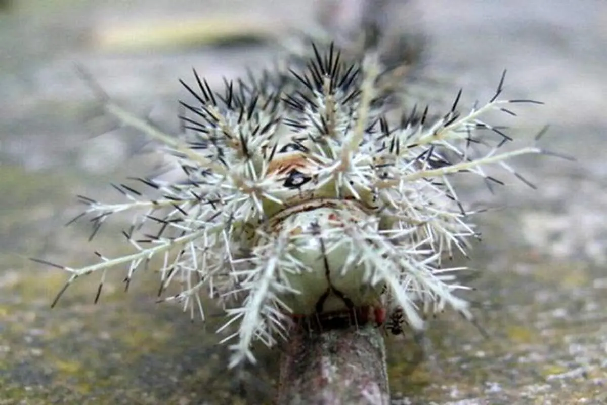 خطرناک‌ترین کرم صدپای جهان+عكس