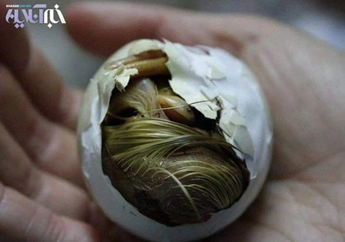 تصاویر: لحظه تولد جوجه اردک زشت!