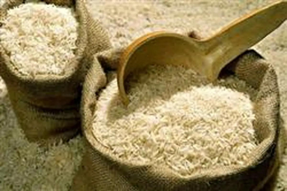 وقتی با واردات بی رویه طعم خوش برنج ایرانی فراموش می شود