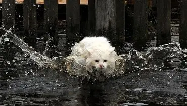 عکس/ فرار گربه از آب!