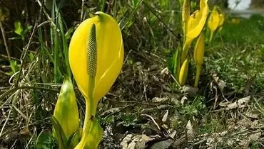 گیاهانی که جان انسان را میگیرند +عکس