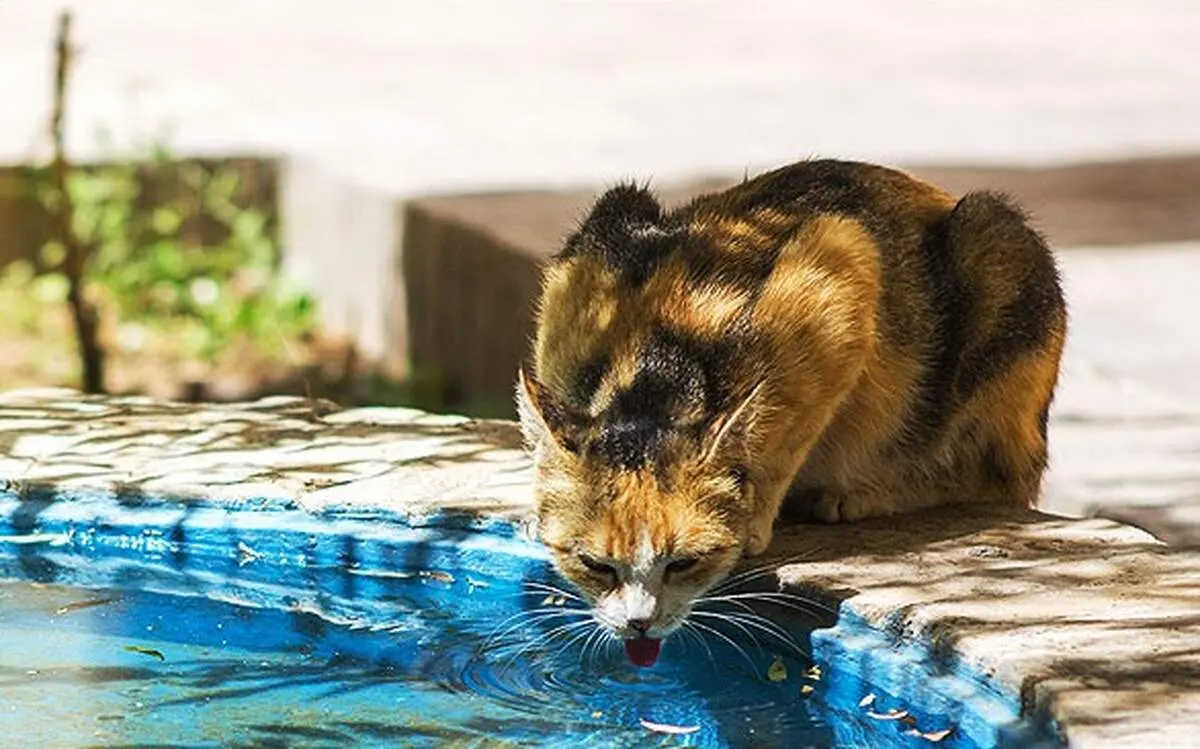 عکس/به به چه آب خنکی!