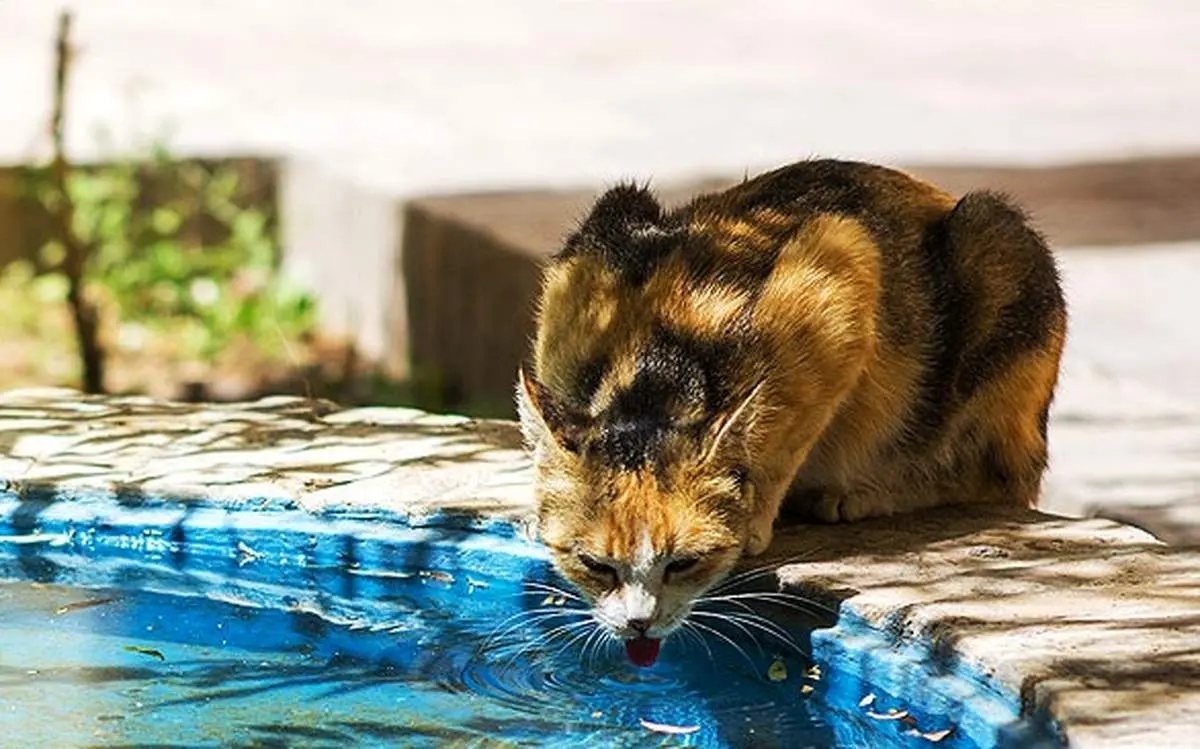 عکس/به به چه آب خنکی!