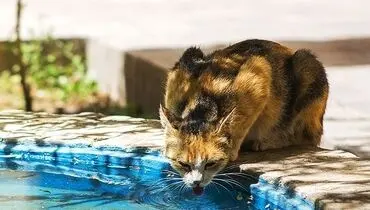 عکس/به به چه آب خنکی!