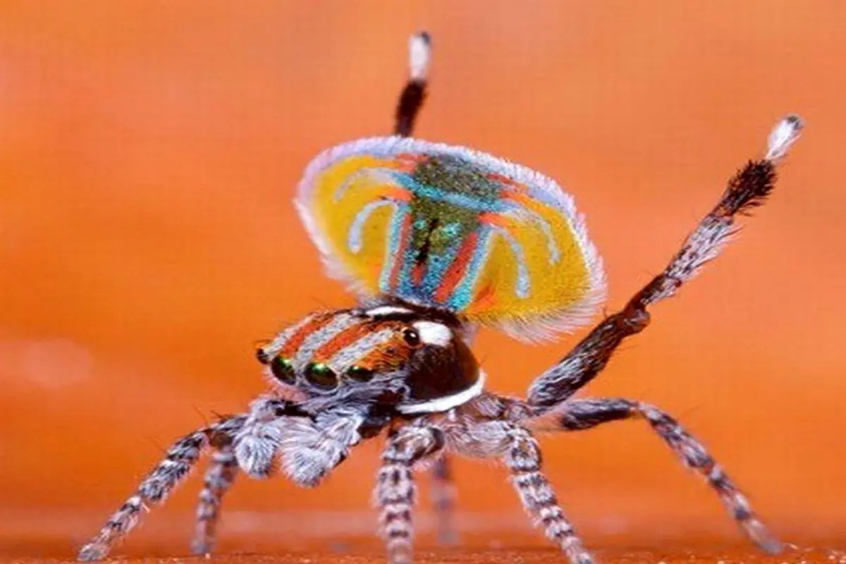 عکس/ عنکبوت طاووسی