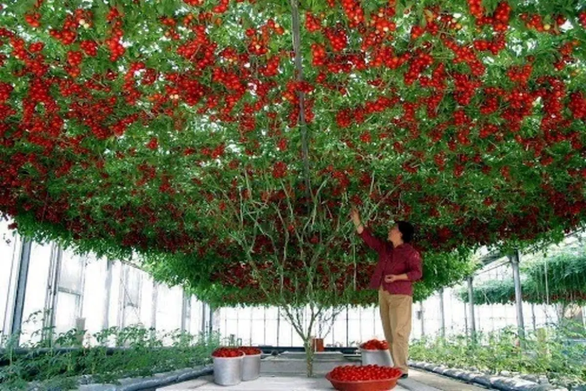 عکس/ درخت گوجه‌فرنگی