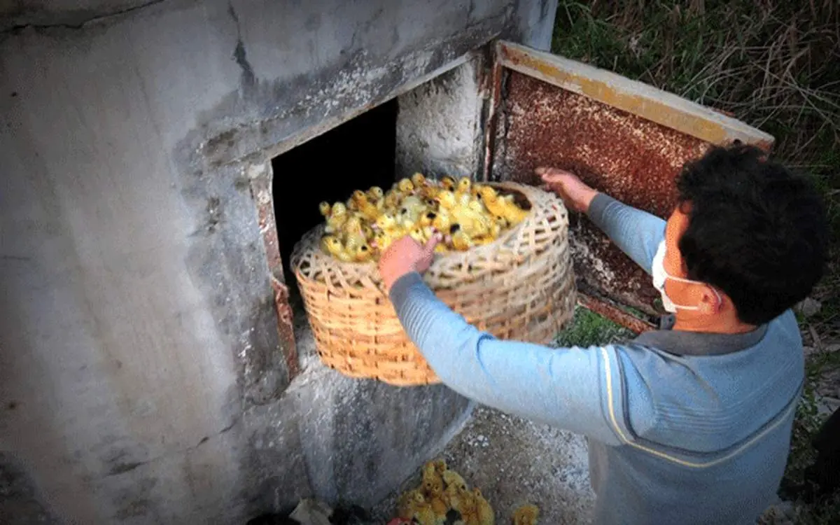 هلوکاست جوجه ای (+عکس)