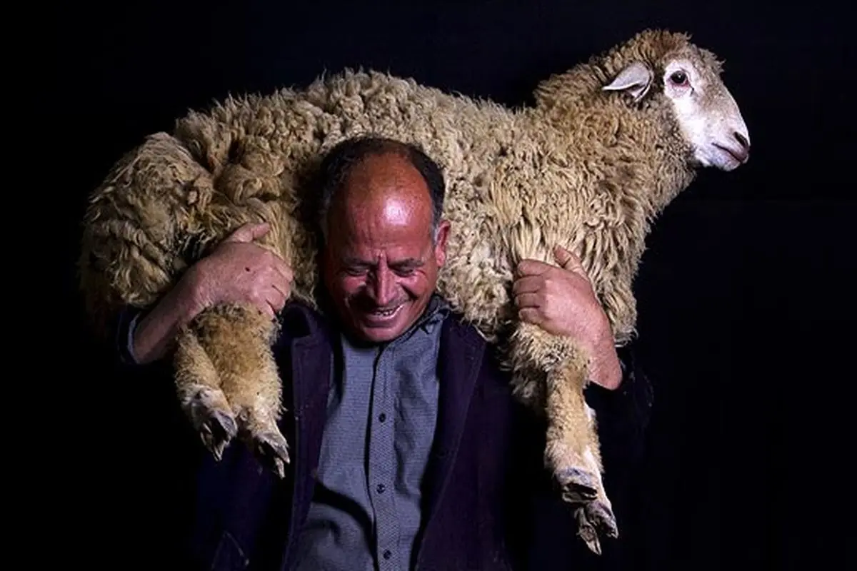 عکس/گوسفند به دوشی!