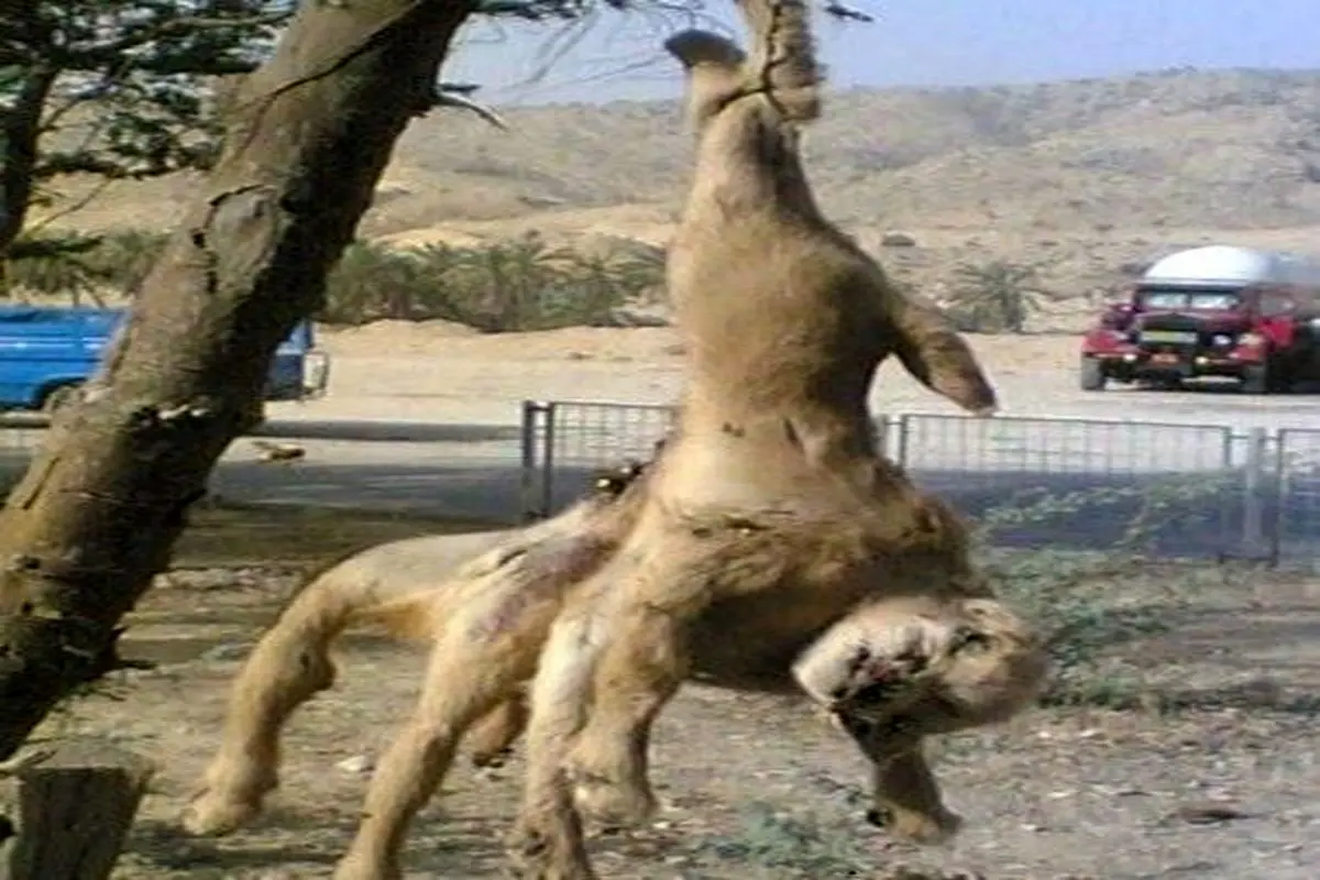 کشف حیوانی عجیب و وحشتناک در ایران+عکس