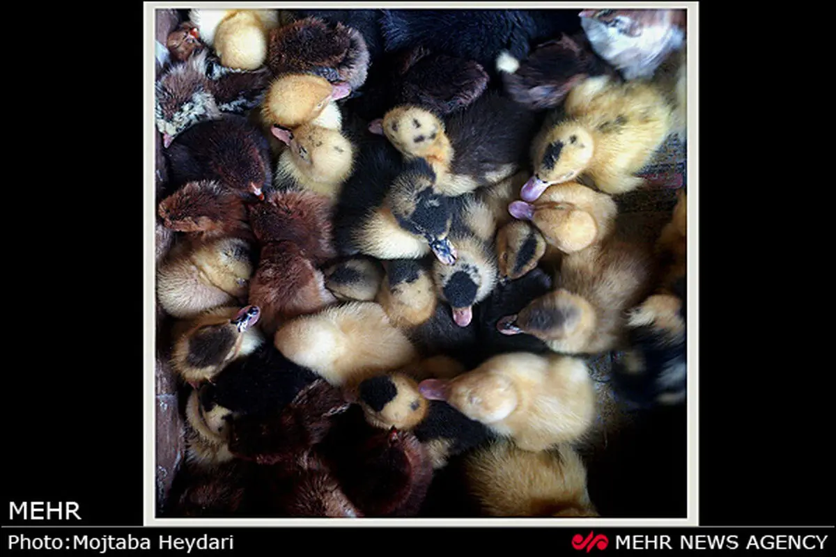 عکس/ ازدحام جمعیت جوجه اردکها