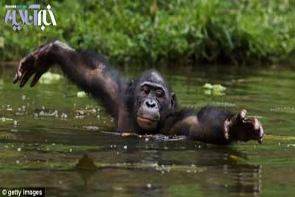 میمون های آبزی اجداد انسان ها+عکس