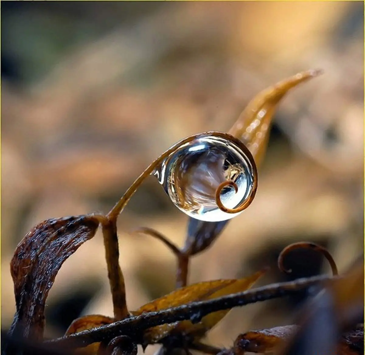 عکس/ تصاویر عجیب و بسیار زیبا از قطره های باران