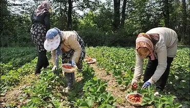 عکس/ برداشت توت فرنگی