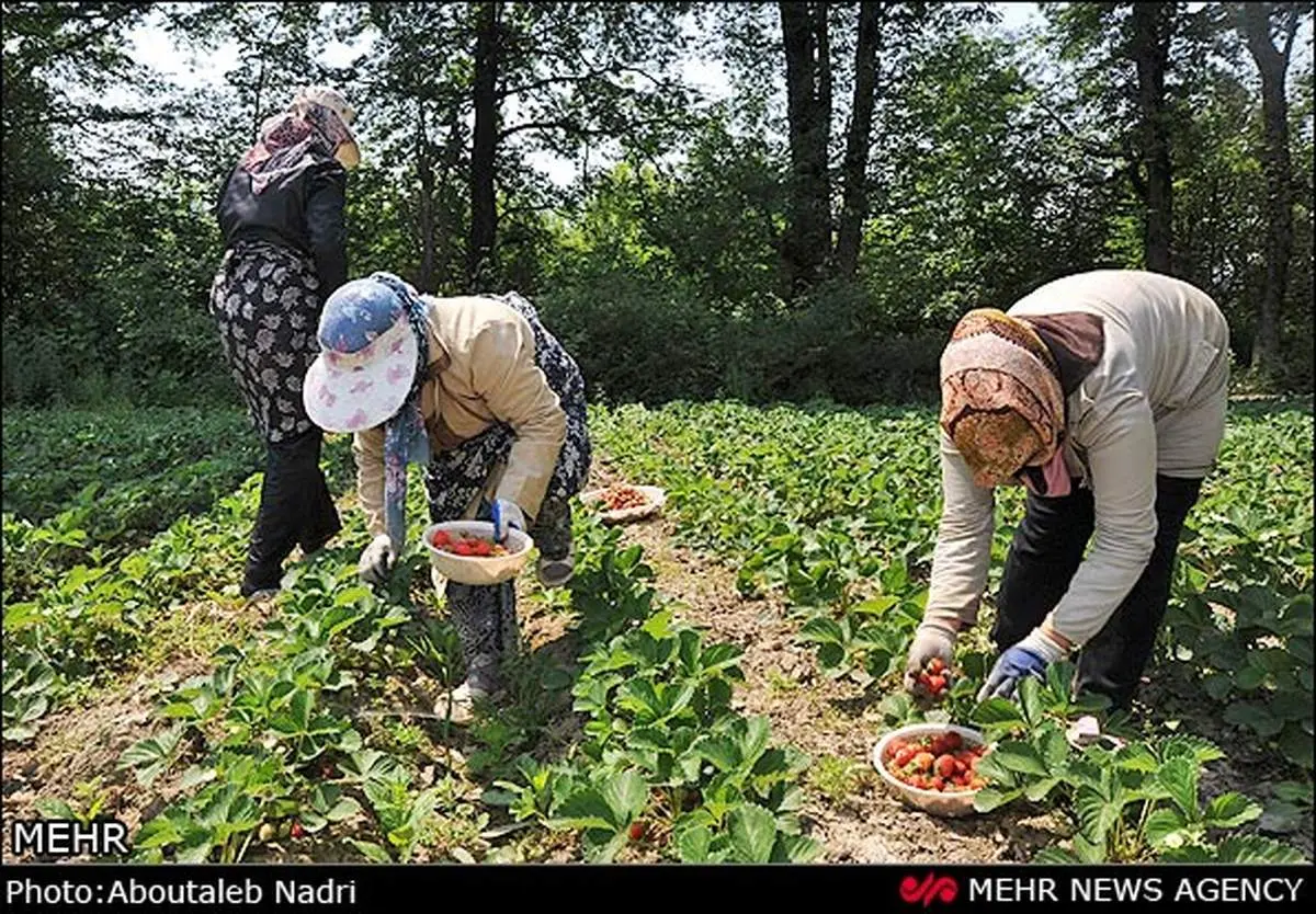 عکس/ برداشت توت فرنگی