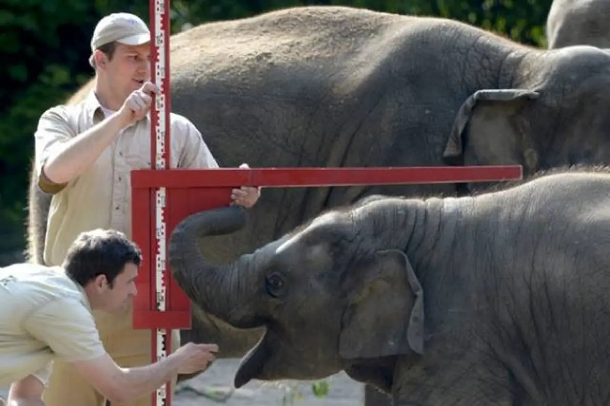 عکس/ فیل ها را اینگونه اندازه می گیرند