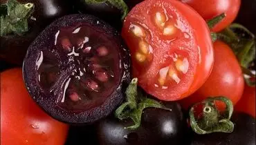 گوجه فرنگی بنفش هم آمد! +عکس