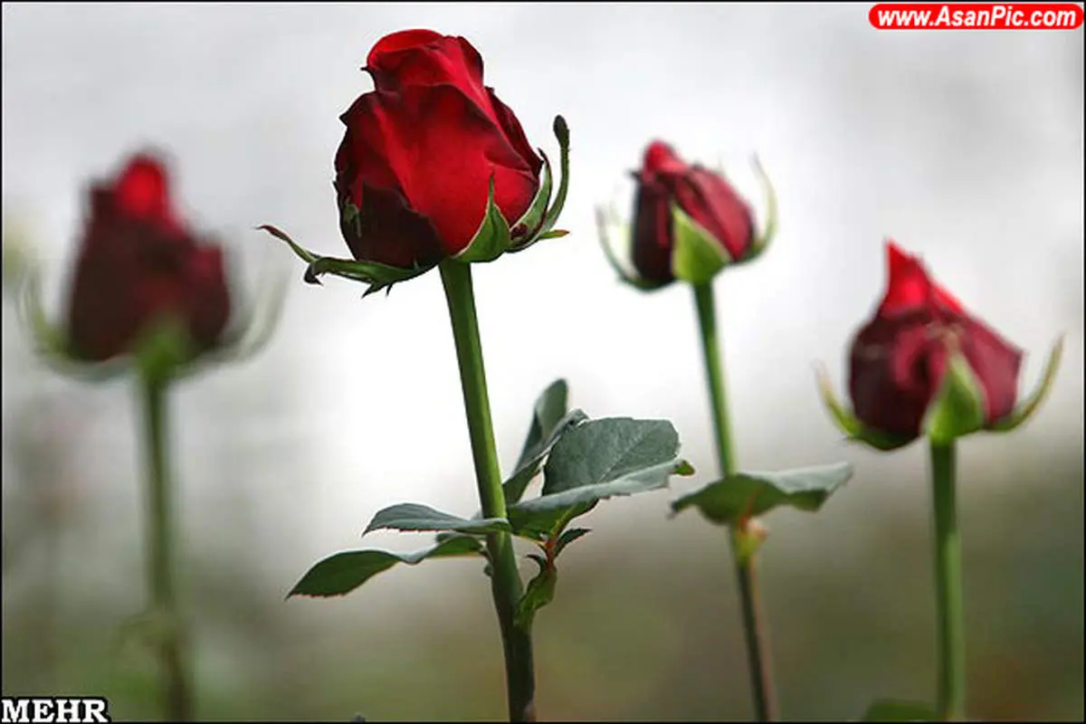 گلخانه مکانیزه/تصاویر