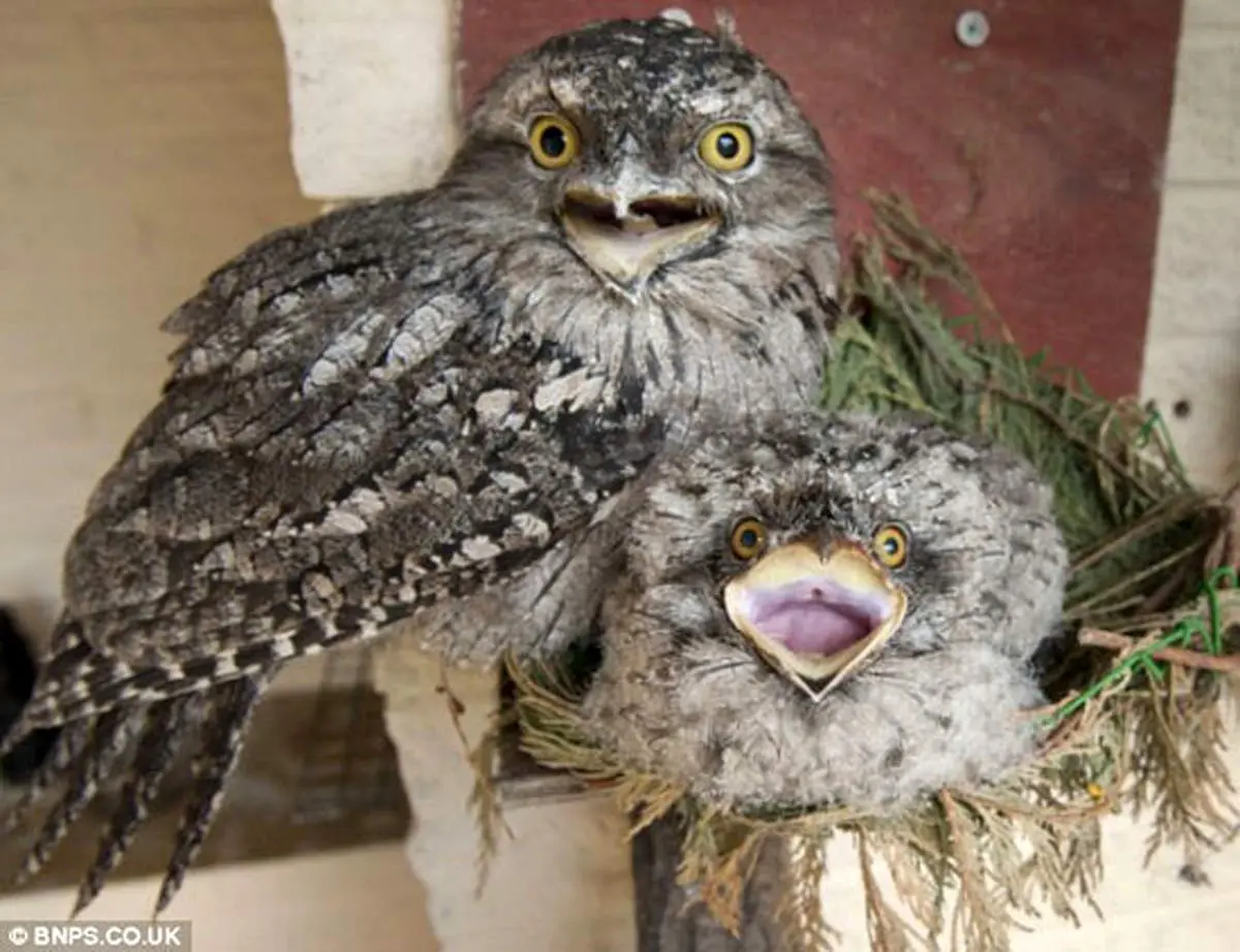 عکس/ زوجی که 372 سال سن دارند!