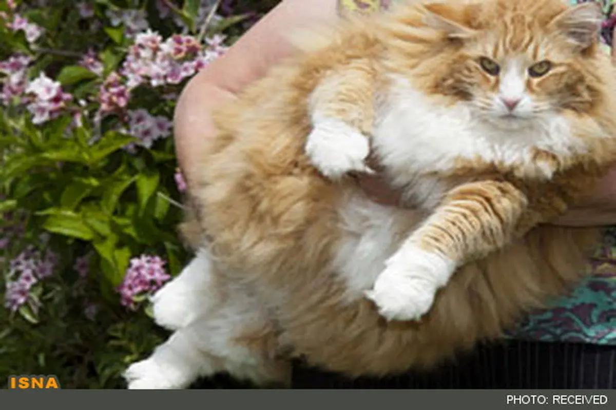 چاق‌ترین گربه انگلیسی+عکس