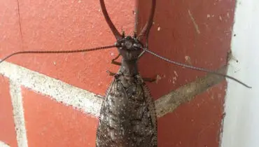 عکس/ اصلا وحشتناک نیست