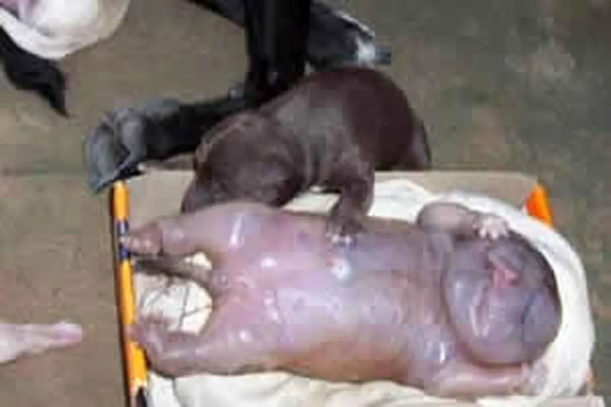 عکس: تولد موجودي عجيب شبیه نوزاد انسان از يك سگ