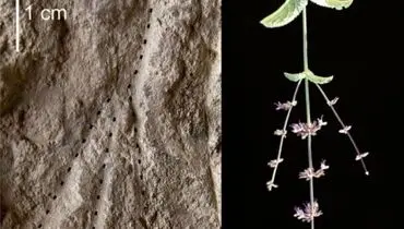 کشف نخستین سند از سنت اهدای گل به مردگان/عکس