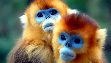 میمون‌ها هم از شبکه‌های اجتماعی سود می‌برند