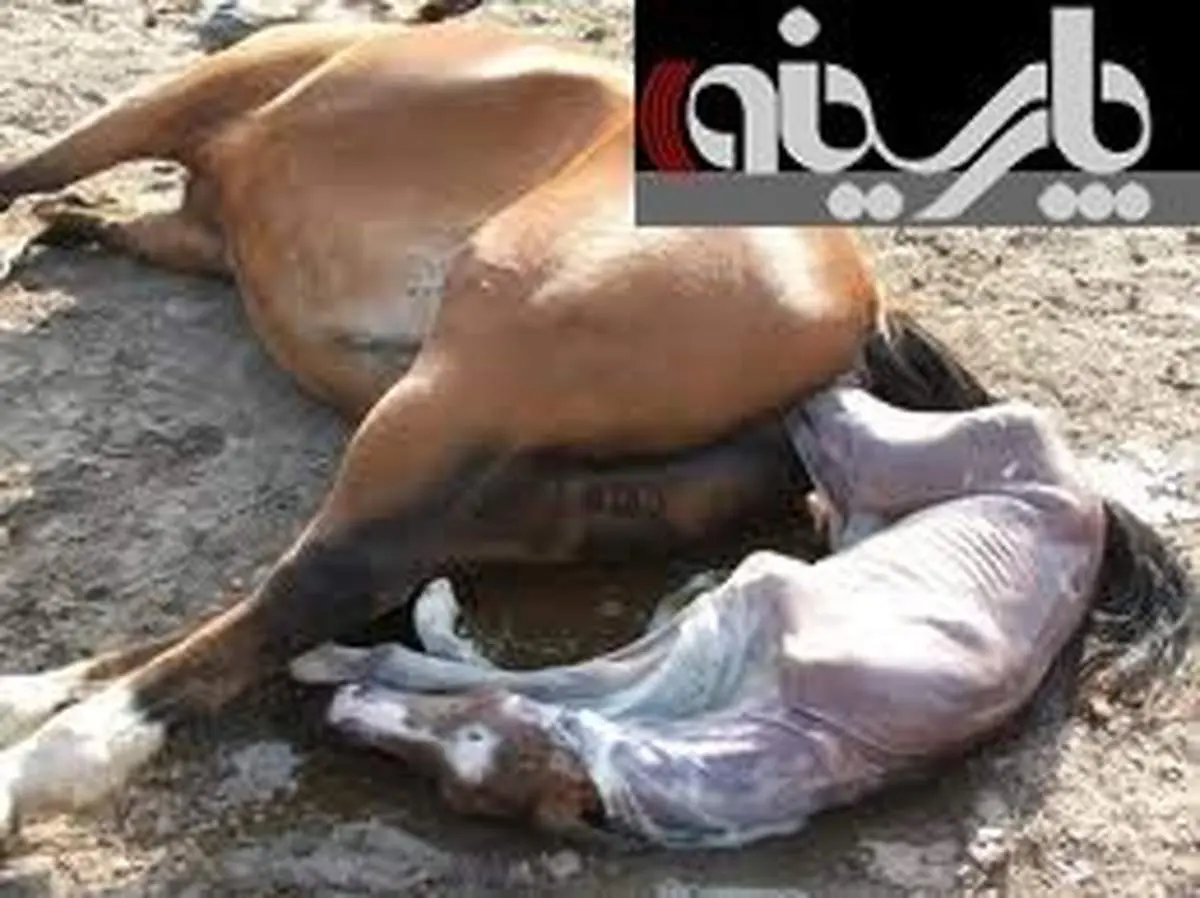 عکس/ لحظه متولد شدن اسب