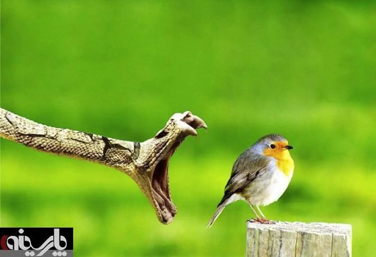 عکس/ یک قدم مانده به مرگ