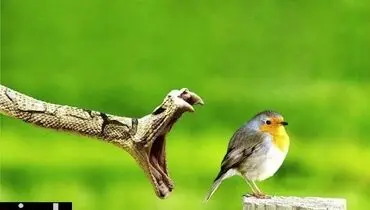 عکس/ یک قدم مانده به مرگ