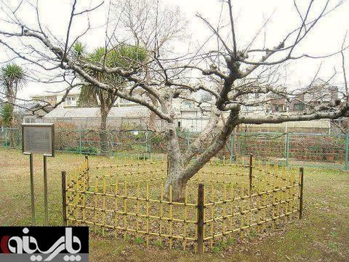 عکس/ درختی که سیبش بر سر نیوتن افتاد