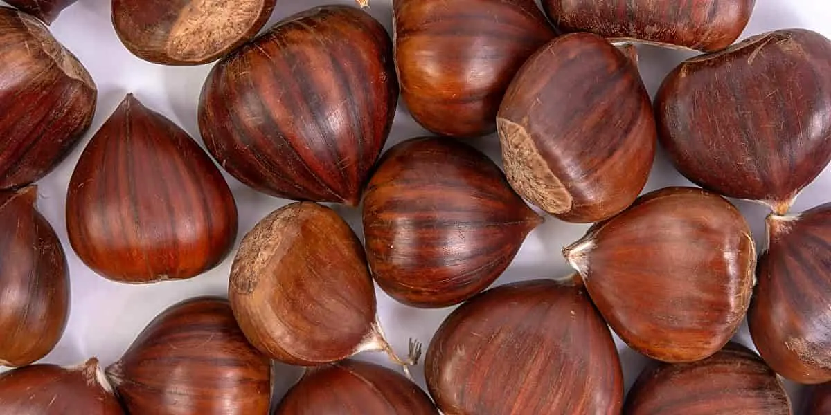 خواص فندق برای کبد چرب
