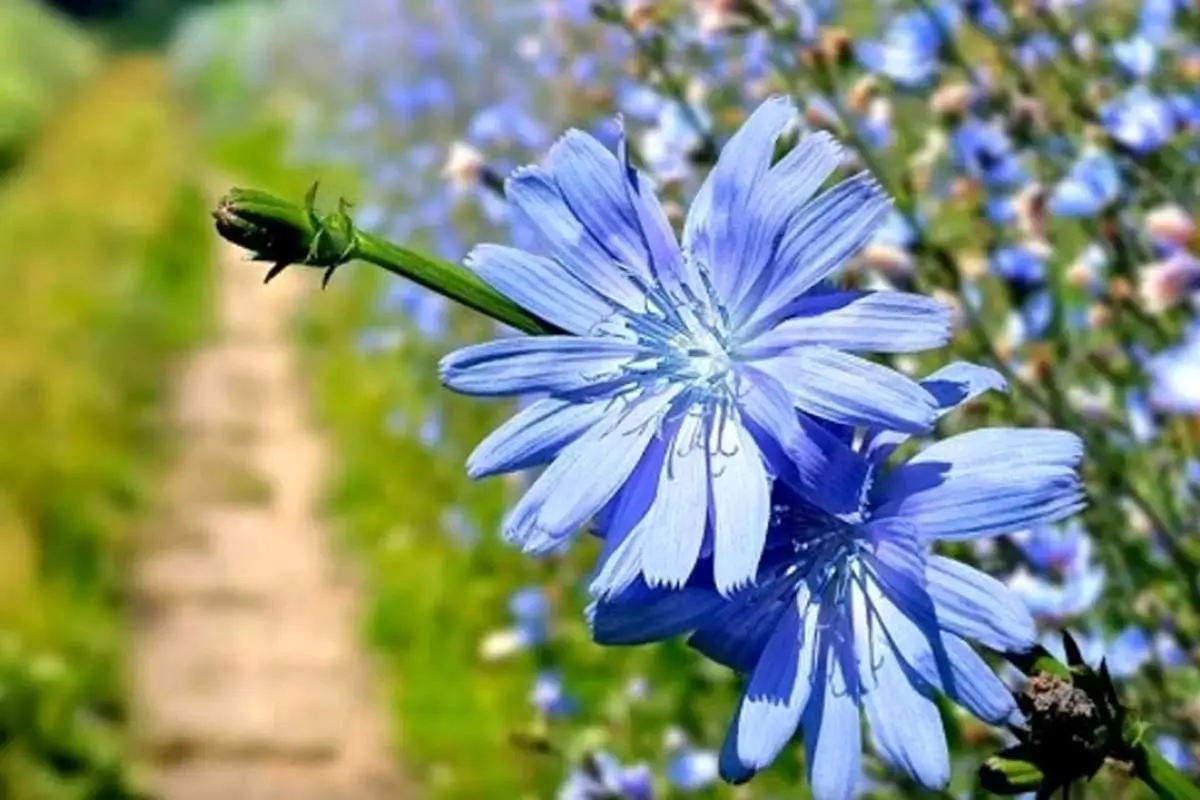 خواص درمانی گیاه کاسنی که بهتر است از آن غافل نشوید