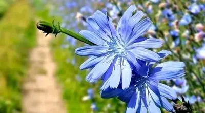 خواص درمانی گیاه کاسنی که بهتر است از آن غافل نشوید