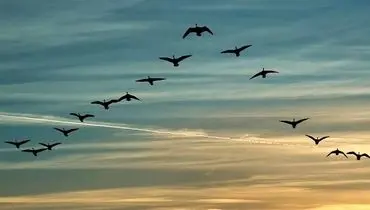 پرندگان هنگام عبور از اقیانوس در کجا استراحت میکنند؟