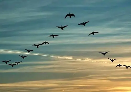 پرندگان هنگام عبور از اقیانوس در کجا استراحت میکنند؟