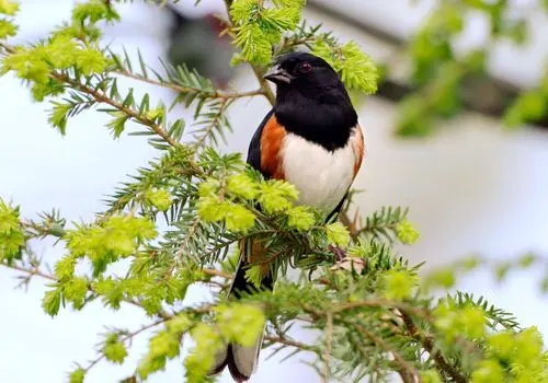 مهر مادری از سوی پرنده زیبا در محافظت از جوجه هایش+ فیلم