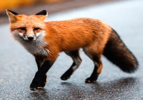 توضیحات شهرداری درباره مشاهده روباه‌ها در سطح شهر