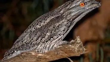  پرنده‌ای شبیه یک کنده درخت + فیلم