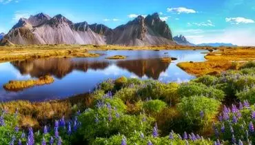 ایسلند؛ تنها سرزمین بدون پشه  و مار در جهان + فیلم