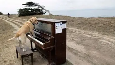 عکس/ سگی که پیانو می نوازد!