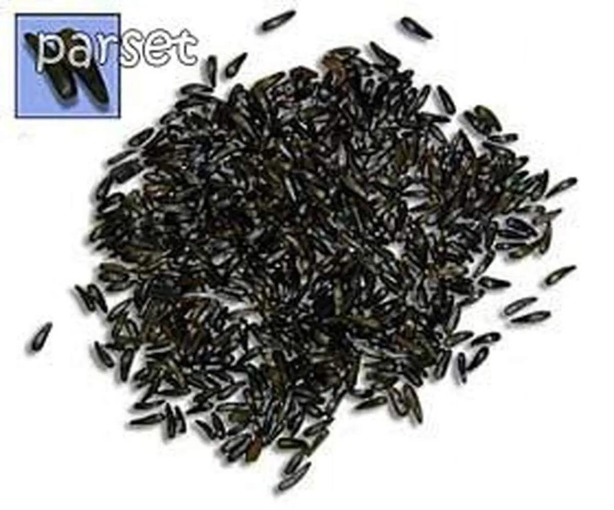 سیاهدانه، آنتی بیوتیک گیاهی