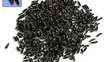 سیاهدانه، آنتی بیوتیک گیاهی