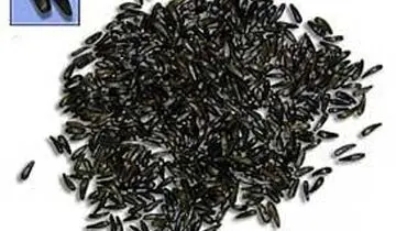 سیاهدانه، آنتی بیوتیک گیاهی