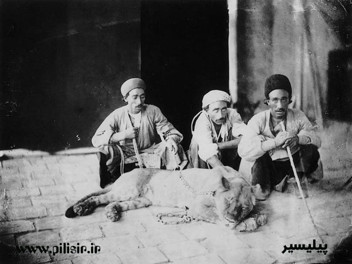 عکس/ مردان قاجاری و شیر زنده